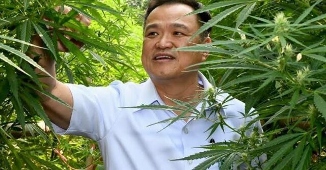 Anutin inspects Cannabis Plants