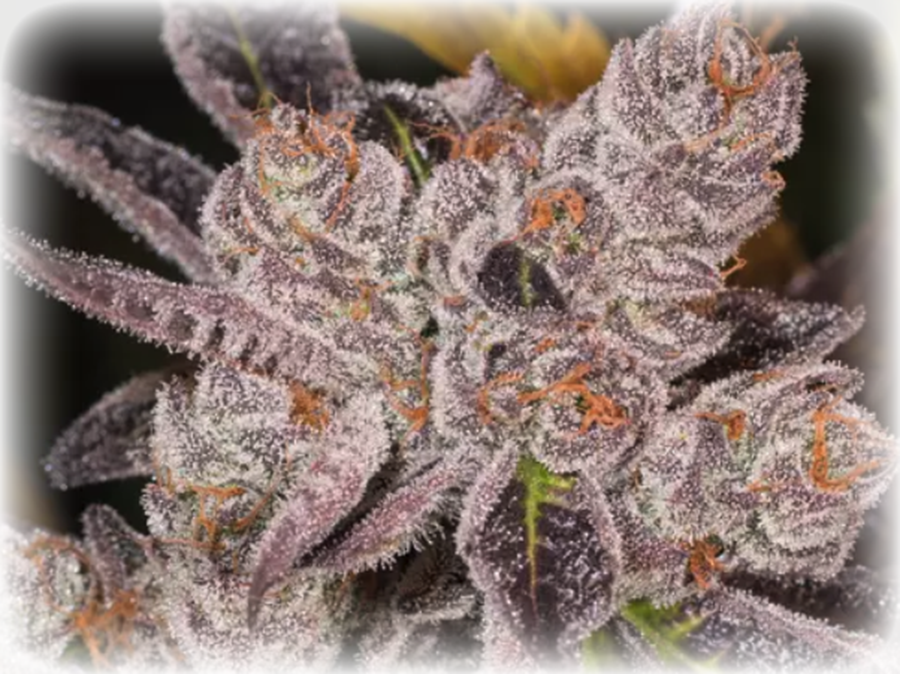 Dosidos Cannabis