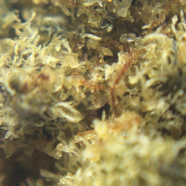 Macro Pic of Mandarin Cookies Popcorn Cannabis Buds