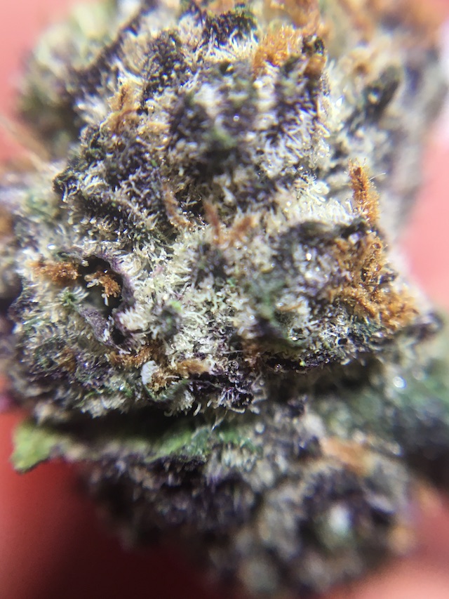 Do-Si-Dos Macro Close-up Showing Glandular Trichomes