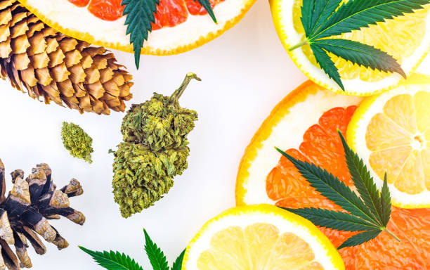 Terpenes in Cannabis Lend Natural Aroma