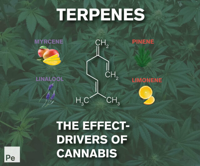Terpenes are the Aromatic Effect Drivers within Cannabis and other organic substances