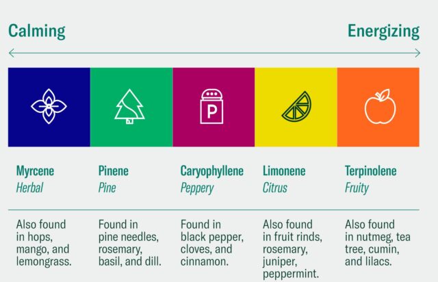 Terpene Effects of Cannabis Terpene Effects of Cannabis