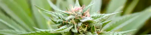 Cannabis-Indica
