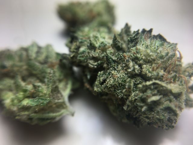 Purple Octane Cannabis Buds Popcorn Size 23% THC June 2023 harvest Purple Octane Cannabis Buds Popcorn Size 23% THC June 2023 harvest