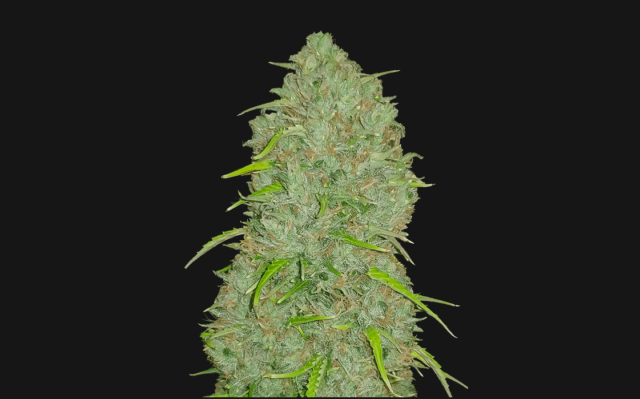 Jack Herer Cannabis Bud - Simply the Best