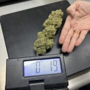 Example of a Gigantic 19 Gram Bud