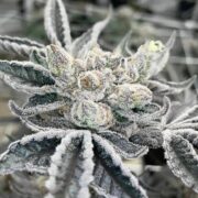 Close Up of the Trichomes and powdery THC crystals on one of our plants