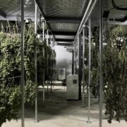 Our Farming Co-Operative Provider's Professional Cannabis Drying Facility