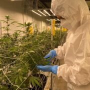 Assistant Tending to Cannabis Plants during growth stages