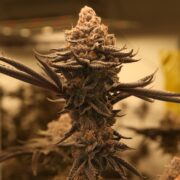 Big Buds from Thailand