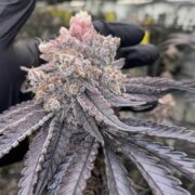 Cannabis Bud with pinkish tone