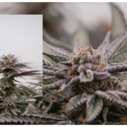 Picture of Our Dying Dreaming 26% THC Cannabis Strain