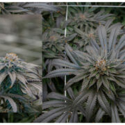 Ghost of NYC 26% THC