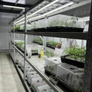 Cultivation of new plants in the Nursery/Incubation Lab