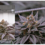 Picture of Our King Juice 28% THC Cannabis Strain