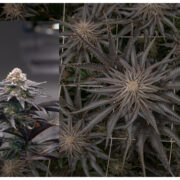 Picture of Our Mandarin Cookies 27% THC Cannabis Strain