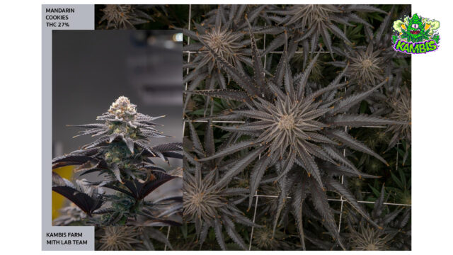 Picture of Our Mandarin Cookies 27% THC Cannabis Strain