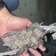 An absolutely Mega size cannabis bud from our growhouse!