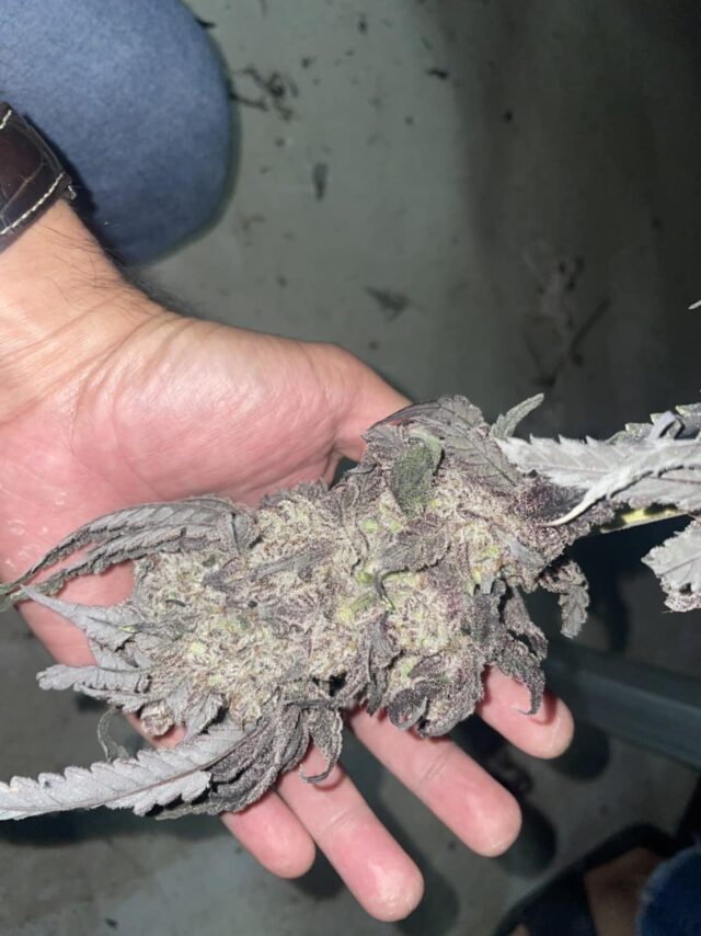 An absolutely Mega size cannabis bud from our growhouse!