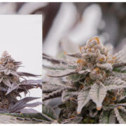 Picture of Our Orange Punch Cannabis Strain 20% THC