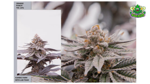 Picture of Our Orange Punch Cannabis Strain 20% THC