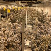 Our Provider's Growroom during growing stage