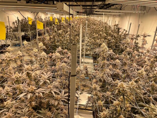 Our Provider's Growroom during growing stage