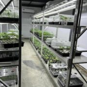 Preliminary stages of growth in the Nursery Room