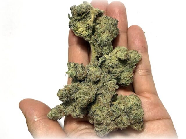 a large example of Punch Berry Cookies Ultra Size Sativa Dominant Cannabis Buds