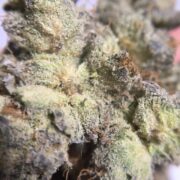 Punch Berry Cookies Ultra Size macro close up of a bud showing trichomes