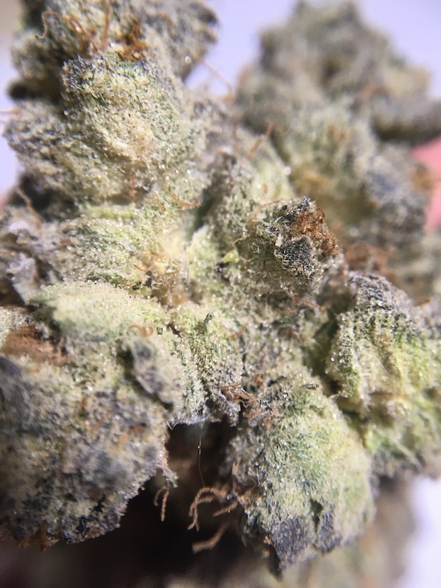Punch Berry Cookies Ultra Size macro close up of a bud showing trichomes