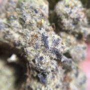 Punch Berry Cookies Ultra Size Sativa Dominant Cannabis Buds Macro close up image showing trichomes and the powdery crystalline thc covering the surface of the bud
