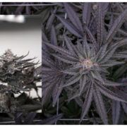 Picture of Our Runtz Muffin 29% THC Cannabis Strain