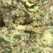 Runtz Muffin Ultra Buds; macro close up showing trichomes and THC crystals
