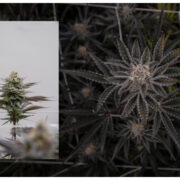 Picture of Our Slurricane 27 % THC Cannabis Strain