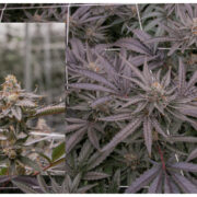 Picture of Our Strawberry Cookies OG 26% THC Cannabis Strain