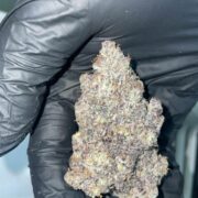 Super Mega Size Cannabis Bud from Kambis available at Ganja House