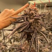 Superweed! don't you think?