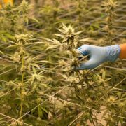 Tending to Cannabis Plants during growth