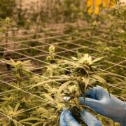 Tending to Cannabis Plants during growth stages
