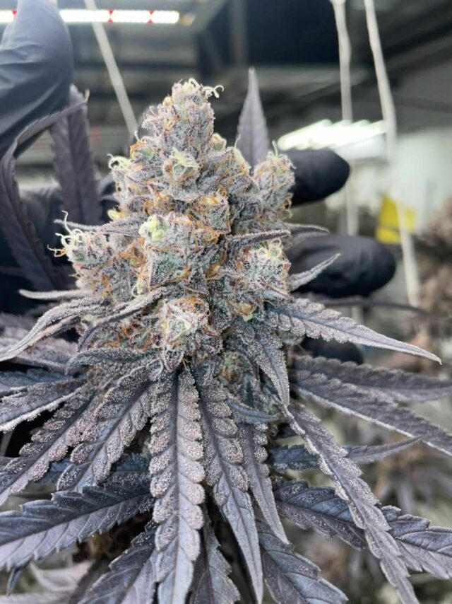 Thai Cannabis top shelf from Ganja House