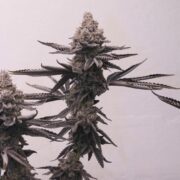 The Best Weed from Thailand