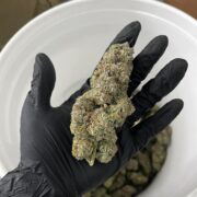 Ultra Size Cannabis Buds