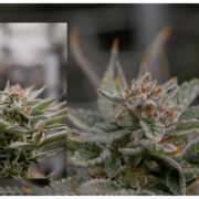 Vanilla Ice Cream 27% THC Cannabis Strain