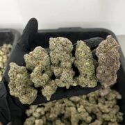 Various strains of Cannabis Giant Buds