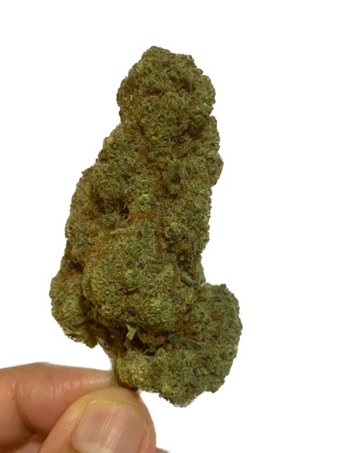 Grandpas Cookies AAA Top Shelf Cannabis Buds in the hand to show the immense size of these buds
