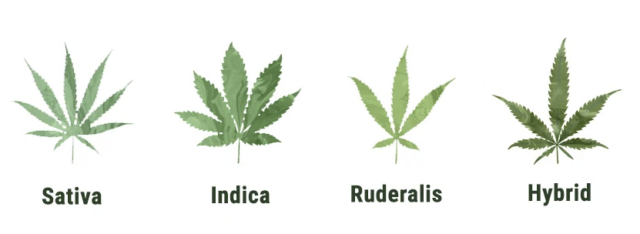 Types of Cannabis Strains