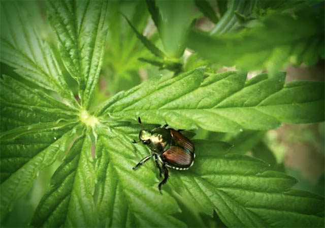Japanese Beetle Eating Cannabis. 