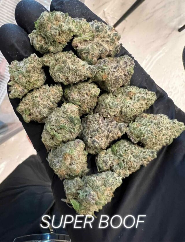 Super Boof Type: Indica-dominant Hybrid THC: 26-28% CBD: Less than 1% Terpenes: Caryophyllene, Limonene, Myrcene Flavor & Aroma: Sweet cherry notes combined with a subtle diesel undertone for a unique and rich flavor profile. Effects: Known for its relaxing and sedative properties, this strain melts away stress and tension, leaving you ready for a cozy night. Medical Benefits: Excellent for pain relief, combating insomnia, and reducing stress. Price: 1 Gram: 200฿ 5 Grams: 850฿ 10 Grams: 1500฿